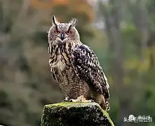 B鸩]T:]~rg?(semaphorin强制工具)